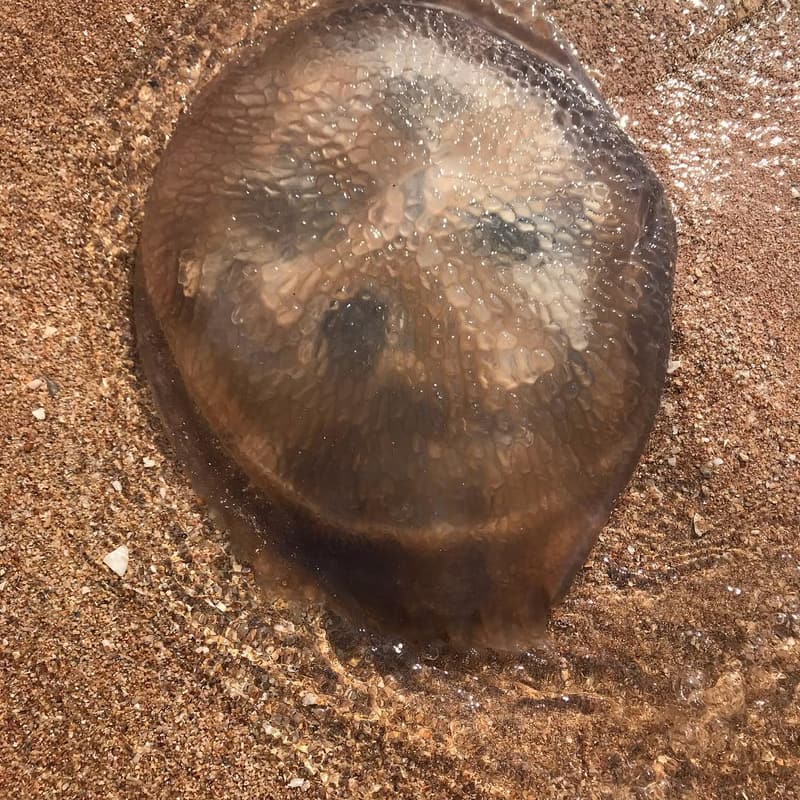 Медузааааа,медуза, медуза, мы друзьяяя🌊😀